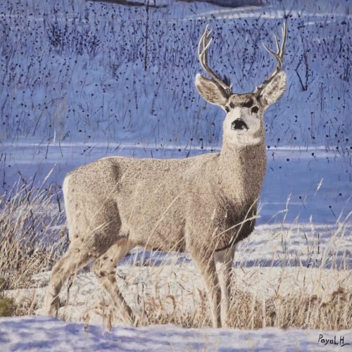 82a56a_6ef293d10120478abff1613bedd4970dmv2