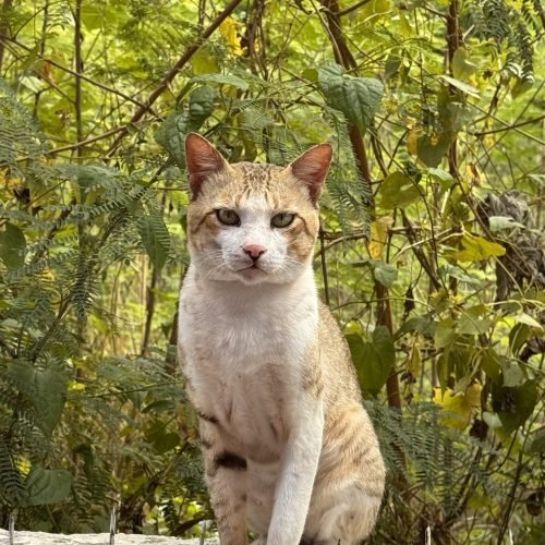 bb107e_b0a555b848c747f696f9b2532eb832d6mv2